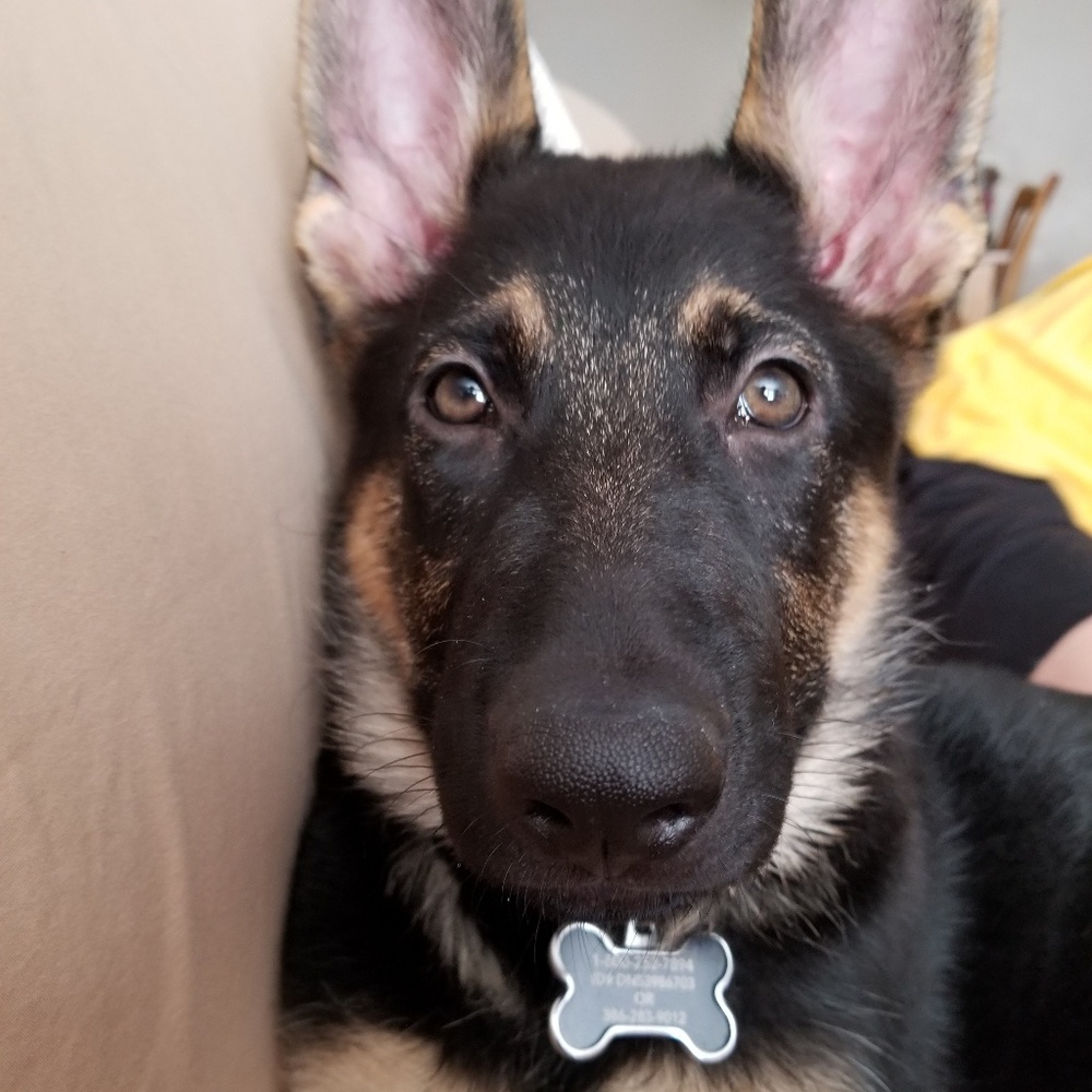 Meet your Posher, Theresa